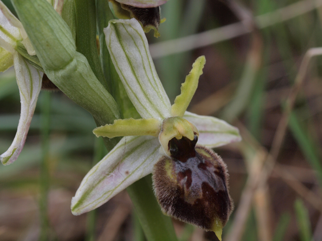 ophrys mateolana  (= Ophrys exaltata subsp. exaltata)